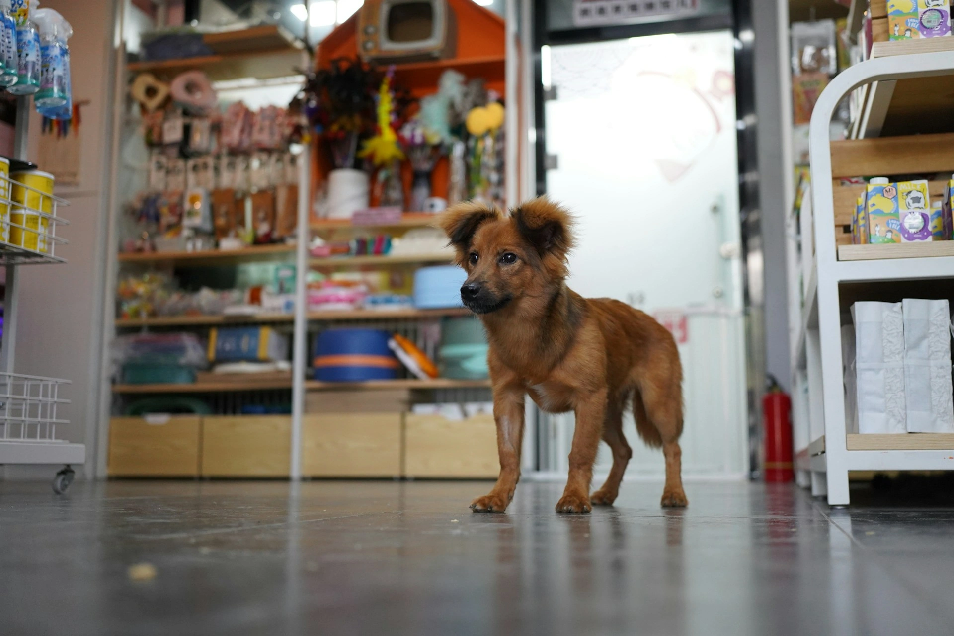 Golden retriever playing with a ball in a pet store with product shelves in the background