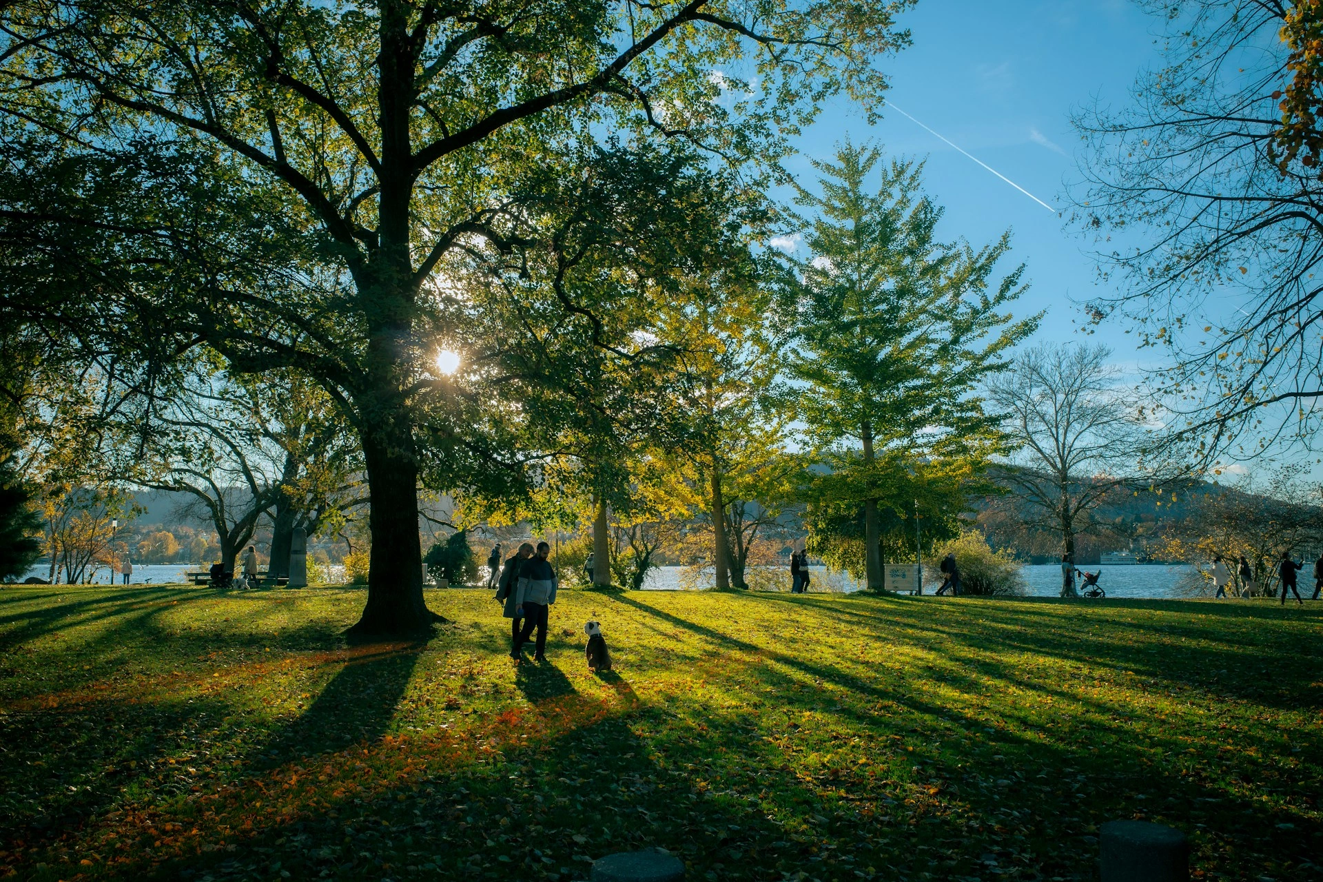 Dog and owner walking together in a sunny park with trees