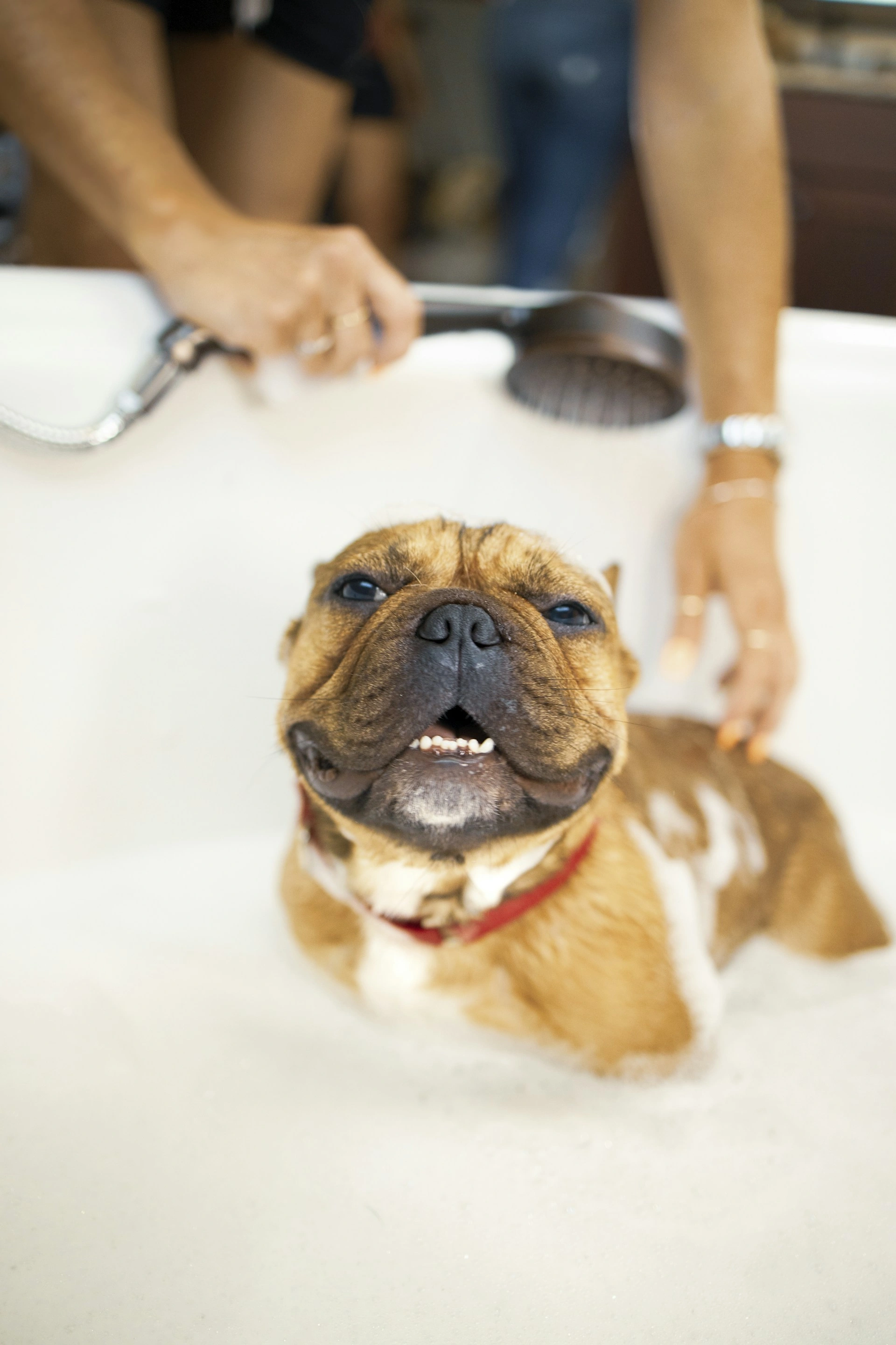 Professional groomer working with a happy dog in a modern pet salon