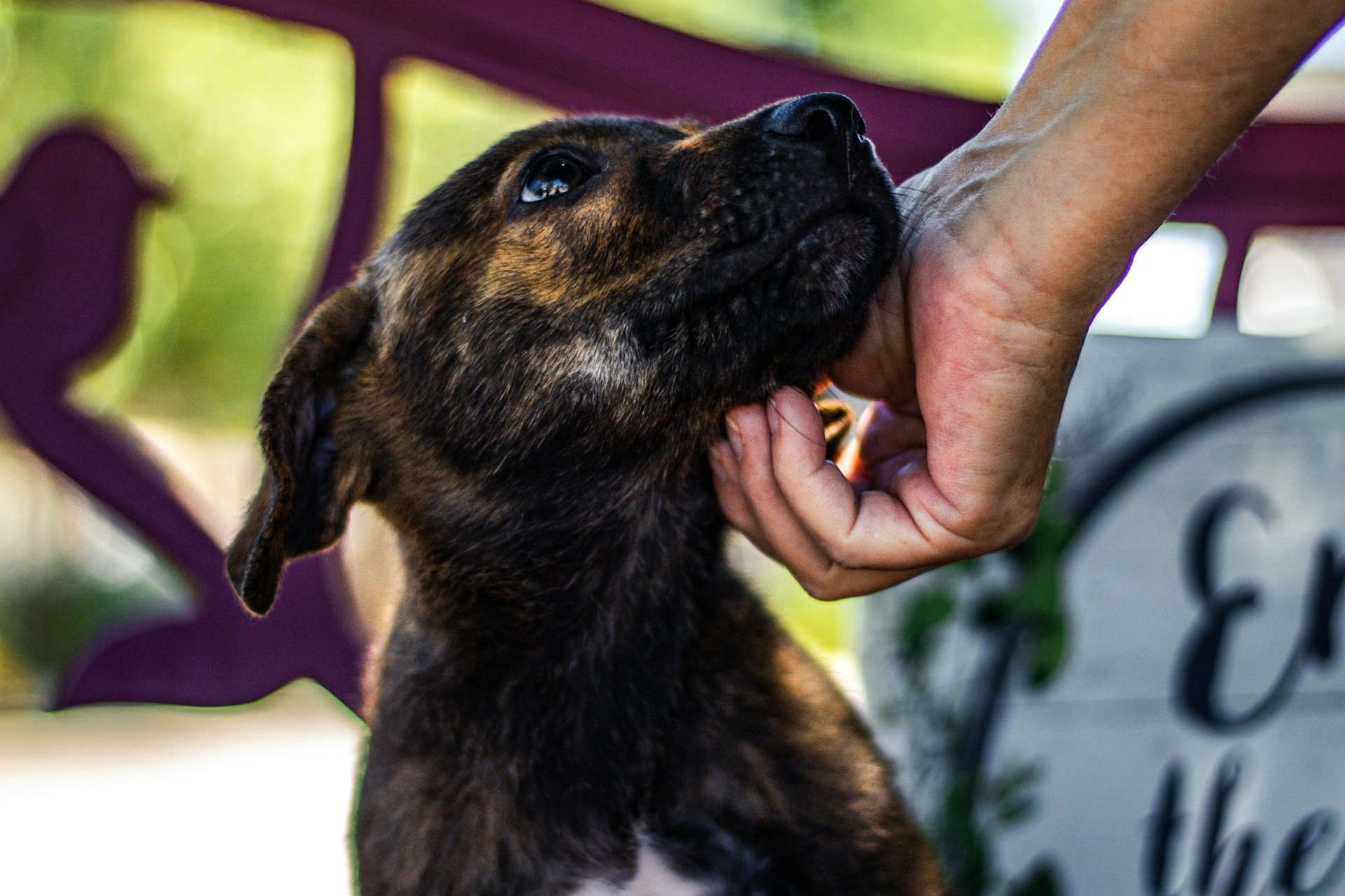 Volunteers and animals at a pet adoption event in a community center