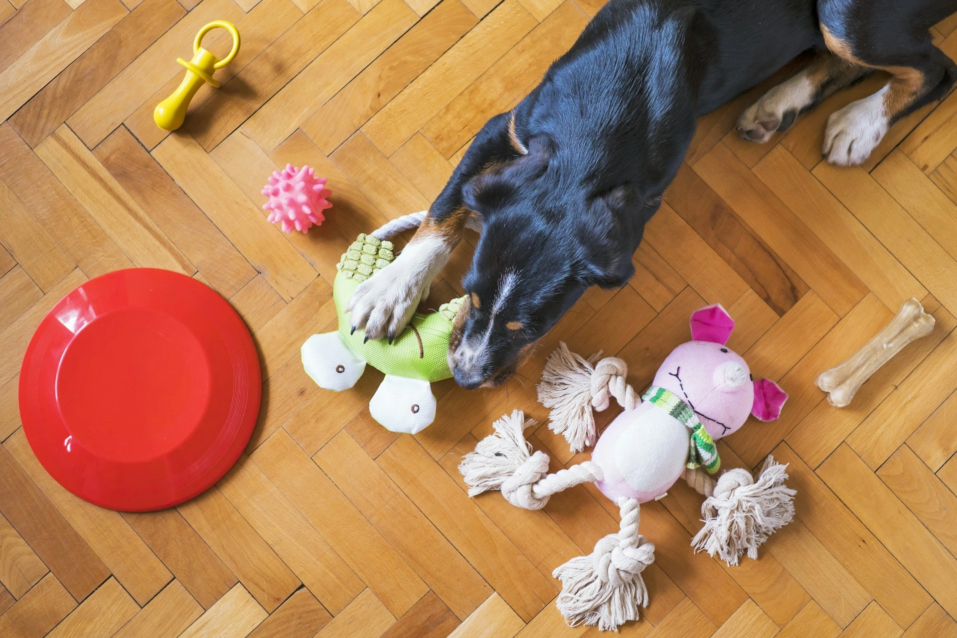 Assorted pet toys displayed on a wooden shelf in a bright and organized pet store