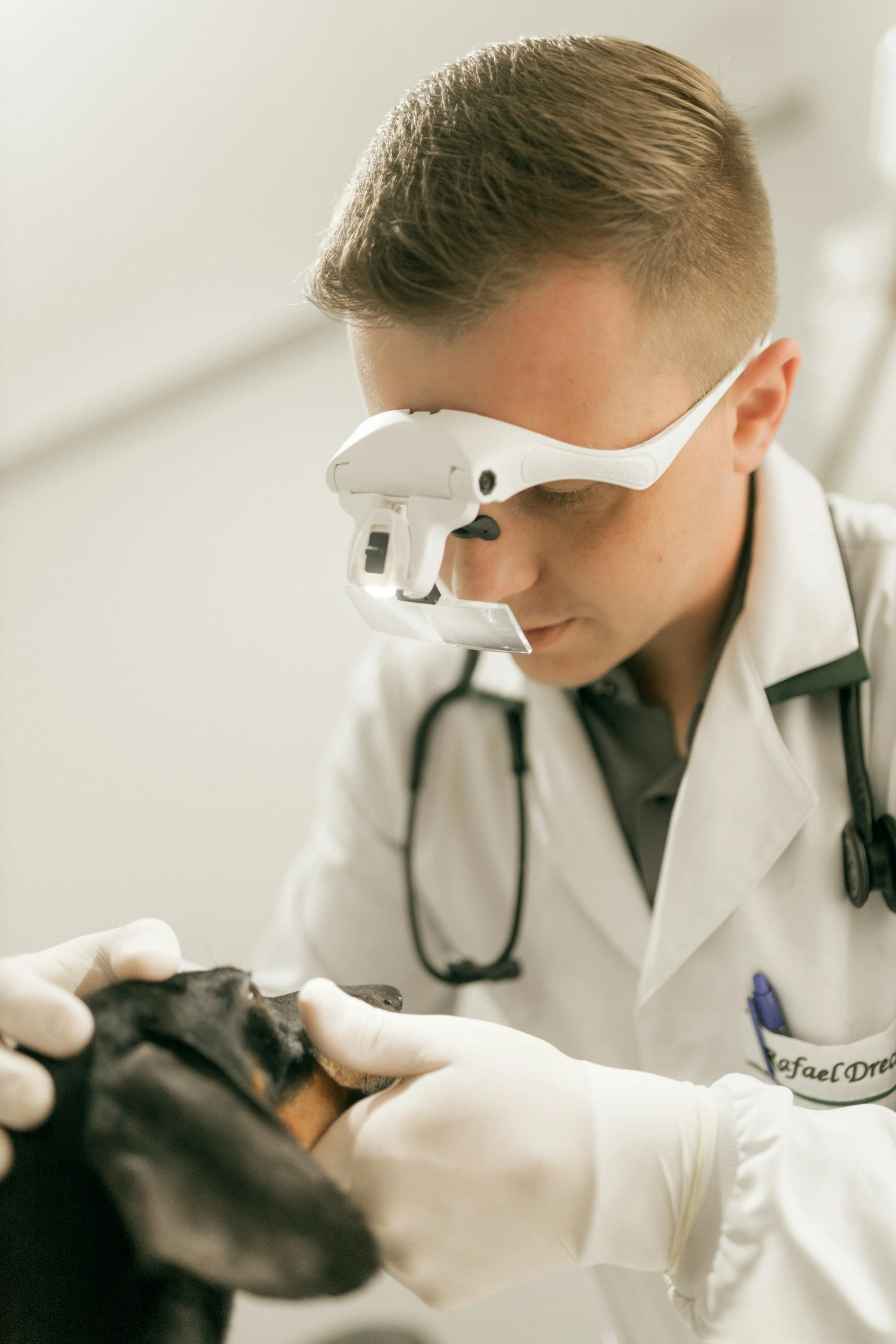 Veterinarian examining a cat in a clean and professional pet clinic