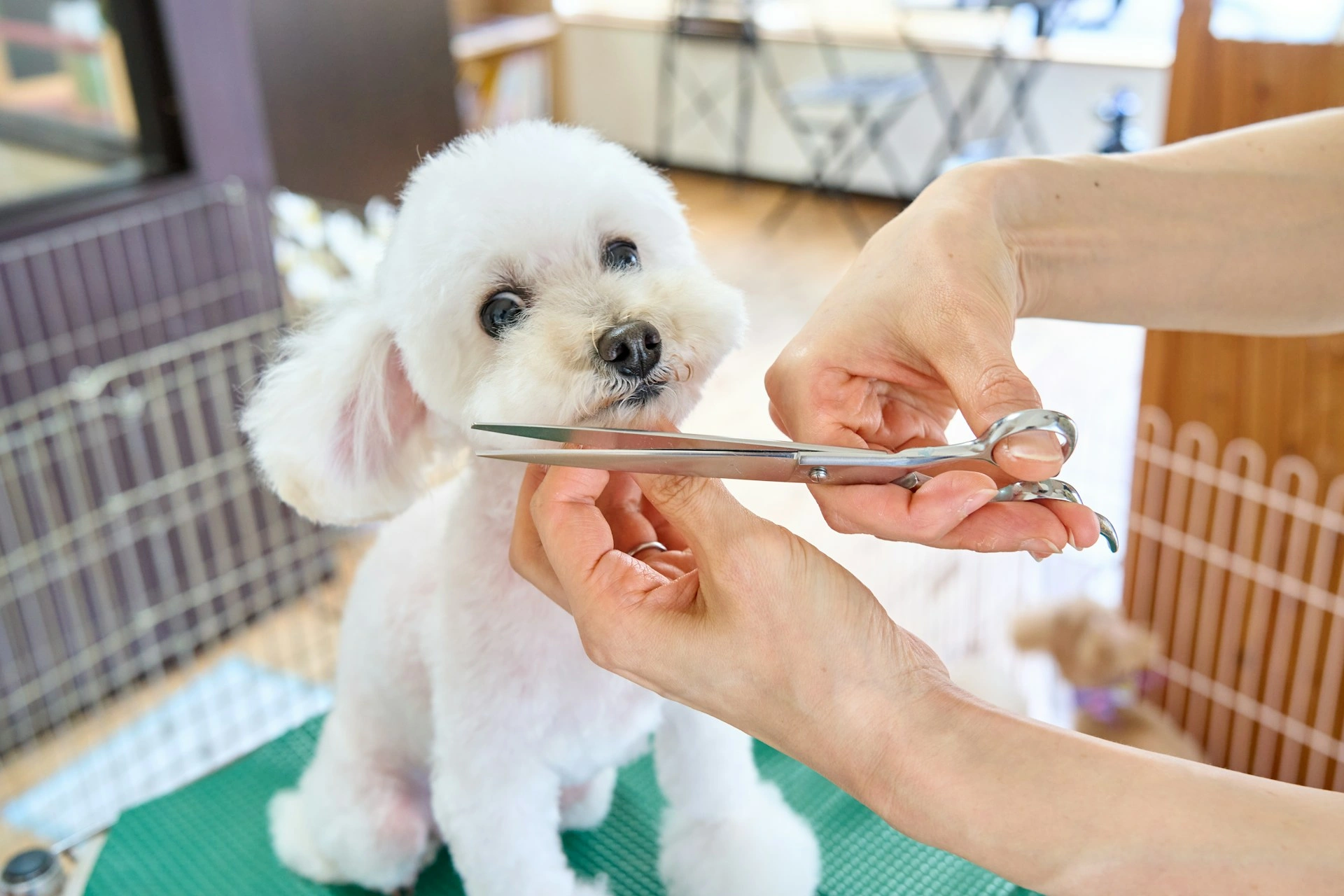 Professional groomer working with a happy dog in a modern pet salon