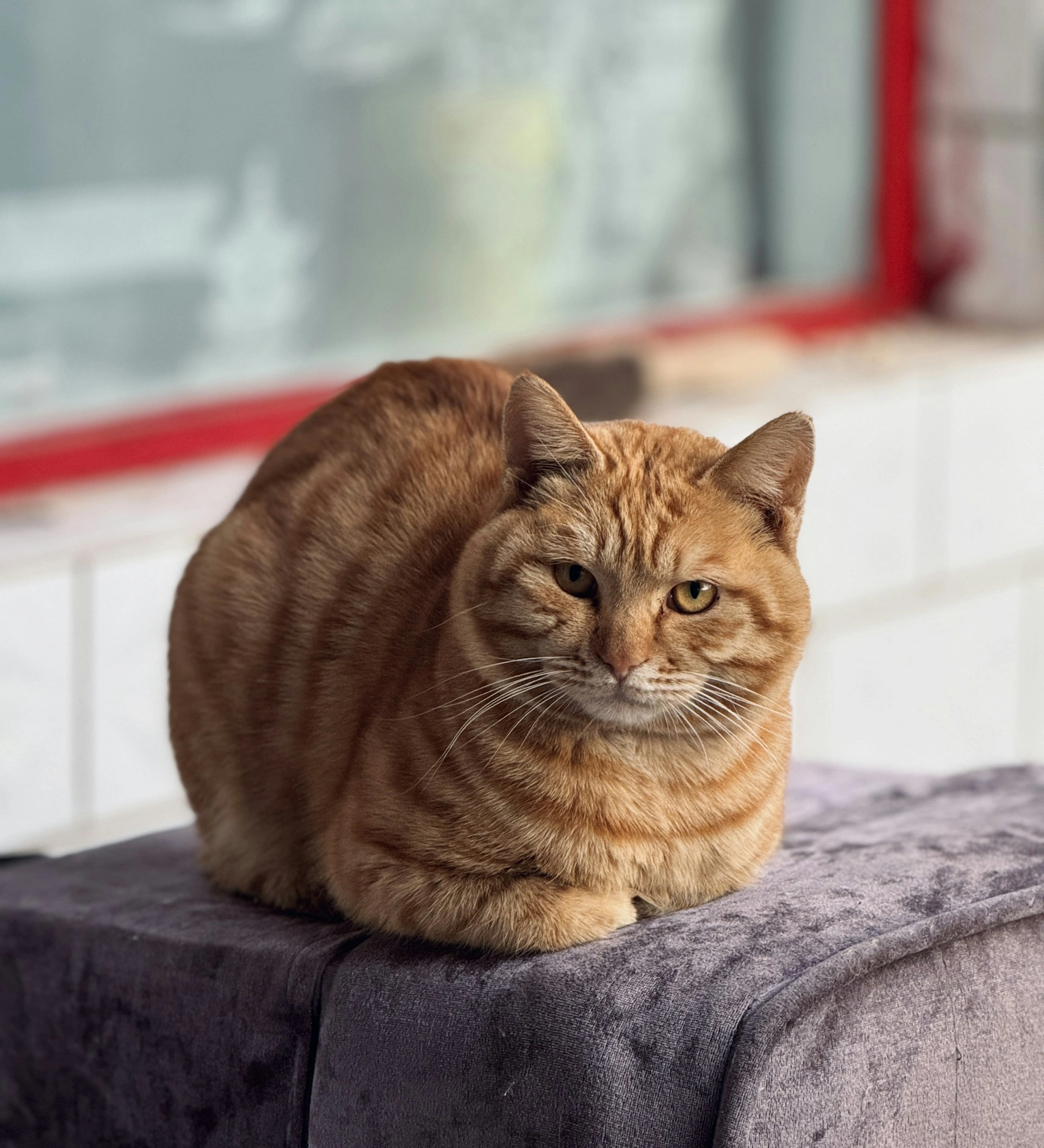 Cute cat resting on a colorful pet bed in a cozy pet store environment